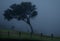 Dreary foggy view of silhouetted people and trees in a field