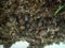Dreissena polymorpha zebra mussel growing on substrate freshwater mollusk