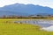 Drenched Agricultural Land and Wildlife