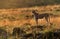 Drenched Cheetah during dusk, Masai Mara