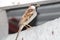 A drenched indian sparrow is eating things which are on a wall. Beautiful plumage with gray and brown shade