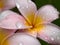 Drenched Plumeria