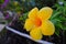 Drenched yellowbell flower with dewdrops