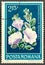 Dresden, Saxony, Germany -  11.07.2019: a stamp printed in Romania shows convolvulus persicus l. flower, 1979