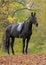 Dressage black horse in wood