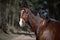 Dressage gelding horse in double bridle on forest road in spring daytime