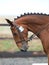 Dressage Head Shot