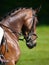 Dressage Head Shot