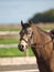 Dressage Headshot