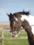 Dressage Headshot