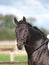 Dressage Headshot