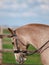 Dressage Headshot