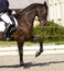 Dressage horse