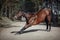 Dressage horse in double bridle bowing on road in spring daytime