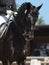 Dressage: portrait of black horse