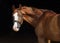 Dressage race horse portrait indoor stable