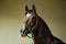 Dressage race horse portrait indoor stable