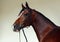 Dressage race horse portrait indoor stable