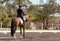 Dressage rider in competition with wonderful brown Lusitano horse