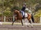 Dressage rider in competition with wonderful brown Lusitano horse