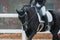 Dressage. Rider landing and horse control. The influence of the bridle