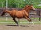 Dressage sportive horse portrait galloping in outdoor