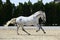 Dressage sportive  horse portrait galloping in outdoor ranch farm