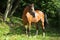 Dressage sportive horse portrait in nature background