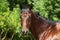 Dressage sportive horse portrait in ranch outdoor