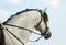 Dressage sportive  horse portrait in sky background