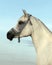 Dressage sportive  horse portrait in sky background