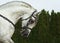 Dressage sportive  horse portrait in stud farm