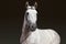 Dressage sports dapple gray horse portrait in outdoor