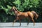 Dressage sports horse portrait in outdoor