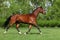Dressage sports horse run in green summer meadowÐ’