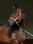 Dressage sports thoroughbred horse portrait in stable doorway