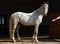 Dressage sports white horse portrait in outdoor