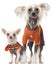 Dressed Chihuahua and Chinese Crested dog