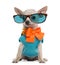 Dressed Chihuahua wearing glasses, sitting