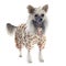Dressed Chinese Crested Dog