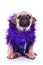 Dressed pug puppy dog on white