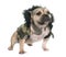 Dressed puppy american bully