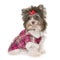 Dressed puppy biro yorkshire terrier
