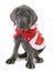 Dressed puppy great dane