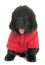 Dressed puppy newfoundland dog