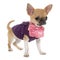 Dressed puppy shorthair chihuahua