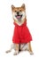 Dressed shiba inu