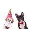 Dressed shih tzu and french bulldog ready to party