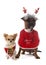 Dressed staffordshire bull terrier and chihuahua
