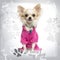 Dressed up Chihuahua with fancy collar, sitting on designed background